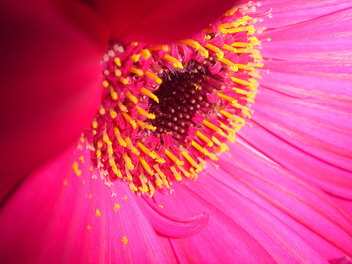 Sentez, sentez bien la fleur. Il n'y a rien que de la liberté là-dedans.